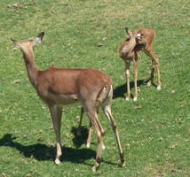 Deer