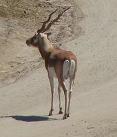 Antelope with spiral horns