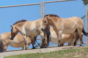 small horses