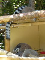 Lemurs