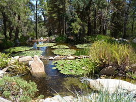 Lily pond