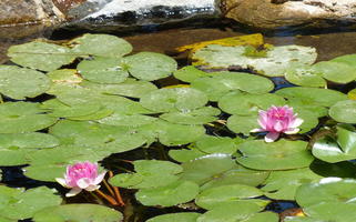 Lily pad closeup