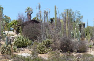 Cactus garden