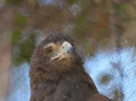 Reddish bird (closeup)