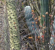 Closeup of cactus