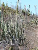 Tall cacti