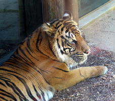 Tiger lying down