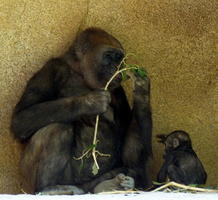Gorilla sitting down.