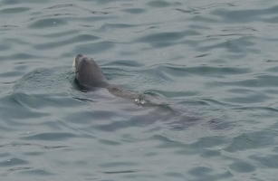 seal swimming in ocean