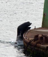 Seal climbing out of water
