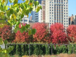 Red bushes in Lurie Gardens