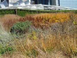 Grasses in foreground; Pritzker pavilion in background.