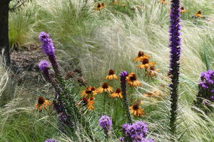 Purple flowers and sunflowers