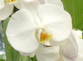 White orchid