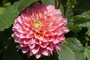 Pink flower