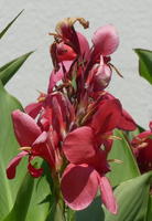 Red flower