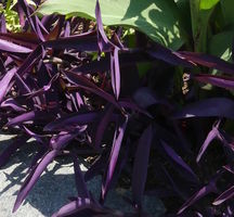 purple plant