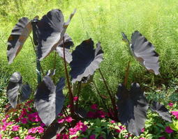 black leaves