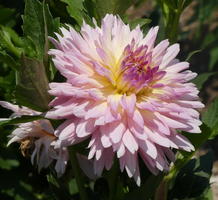 pinkish-purple flower