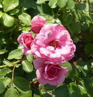 Pink roses