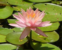 Pink water lily