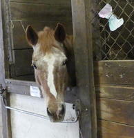 horse