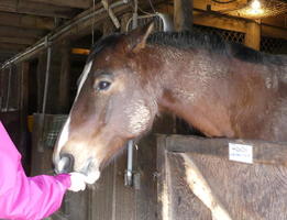 horse