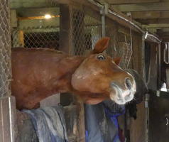 horse
