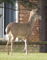 side view of deer