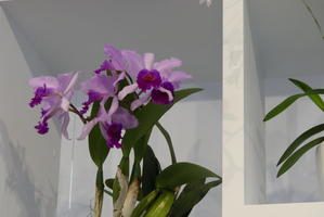 Close-up of purple orchids