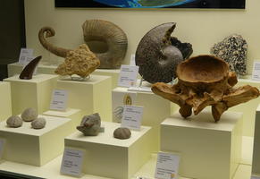 Various fossilized shells