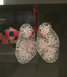 lungs