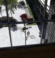 Giant sculpture of rose