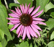 Purple sunflower-like flower
