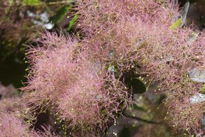 Pink bottle-brush-like plant