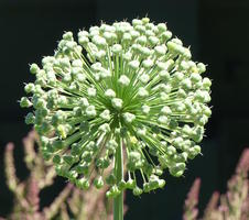 Flower that looks like a buds radiating in a sphere