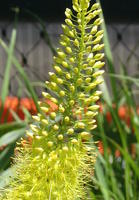 Triangular plant with yellow buds