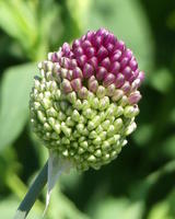 Plant with green and purple buds in pinecone pattern