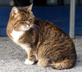 hotel cat