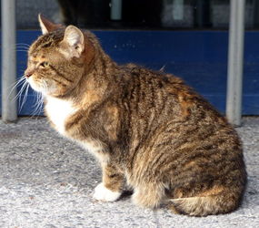 hotel cat
