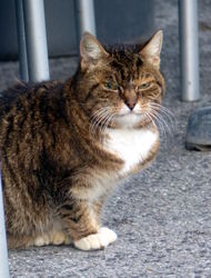 hotel cat