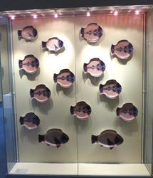 fourteen plates shaped like fish