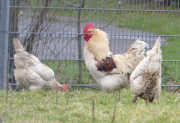 chickens