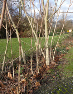 tree lined ditch