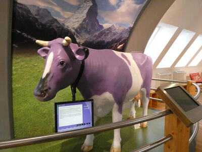purple cow
