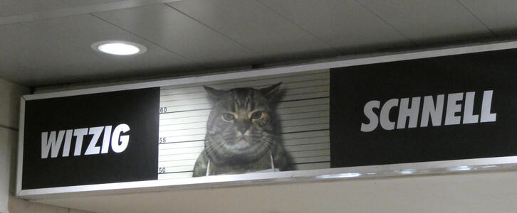 Word “witzig” on left, picture of cat in “arrest photo” at right