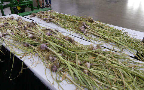 Table with garlic (including leaves, not just roots)