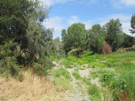 Wooded trail behind gilroy garlic festival area