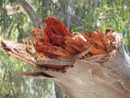 Broken-off tree branch exposing orange interior and white exterior.