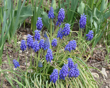 Plants with round cobalt-blue “berries”.
